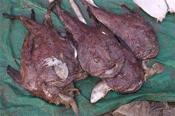 安康鱼哪里有毒 安康鱼哪个部位不能吃 安康鱼哪里有毒 安康鱼哪个部位不能吃