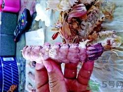 皮皮虾怎么剥皮?皮皮虾怎么剥开? 皮皮虾怎么剥皮?皮皮虾怎么剥开?