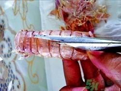 皮皮虾怎么剥皮?皮皮虾怎么剥开? 皮皮虾怎么剥皮?皮皮虾怎么剥开?