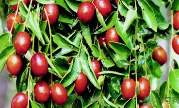 鲜枣可以冷冻保存吗?鲜枣可以放冰箱吗? 鲜枣可以冷冻保存吗?鲜枣可以放冰箱吗?