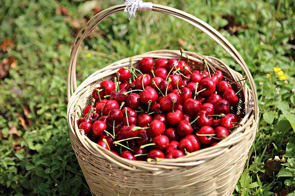车厘子草酸含量高吗 车厘子花青素含量高吗 车厘子草酸含量高吗 车厘子花青素含量高吗
