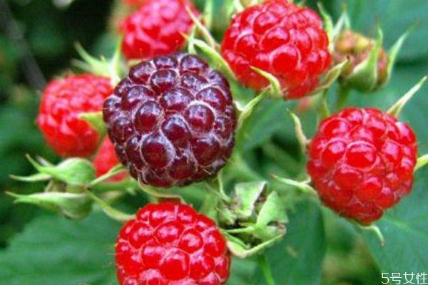 什么是刺泡儿呢 刺泡儿可以吃吗 什么是刺泡儿呢 刺泡儿可以吃吗