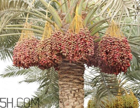 椰枣和红枣哪个营养好?枣椰和椰枣有区别吗 椰枣和红枣哪个营养好?枣椰和椰枣有区别吗