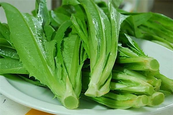 油麦菜发苦是怎么回事 油麦菜发苦能吃吗 油麦菜发苦是怎么回事 油麦菜发苦能吃吗