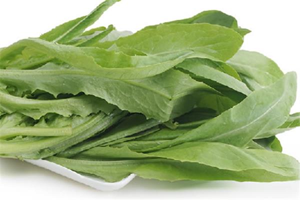 油麦菜发苦是怎么回事 油麦菜发苦能吃吗 油麦菜发苦是怎么回事 油麦菜发苦能吃吗