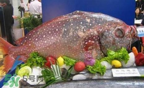 月亮鱼是什么鱼?月亮鱼能吃吗 月亮鱼是什么鱼?月亮鱼能吃吗