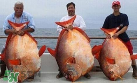 月亮鱼是什么鱼?月亮鱼能吃吗 月亮鱼是什么鱼?月亮鱼能吃吗