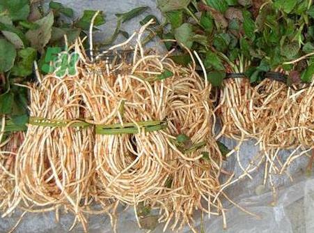 鱼腥草有毒吗？鱼腥草有副作用吗