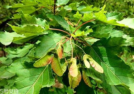 翅果茶是什么 翅果茶的功效与作用