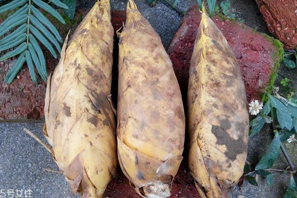 冬笋怎么处理 这样处理才对 冬笋怎么处理 这样处理才对