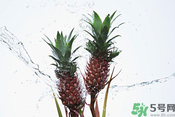 菠萝和螃蟹能一起吃吗?菠萝能与螃蟹同吃吗? 菠萝和螃蟹能一起吃吗?菠萝能与螃蟹同吃吗?