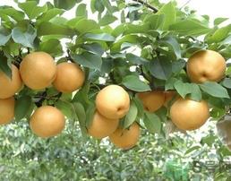 吃丰水梨的好处？丰水梨好吃吗？