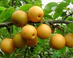 吃丰水梨的好处？丰水梨好吃吗？