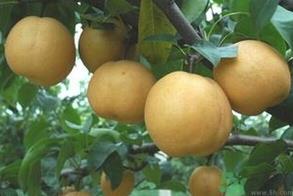 吃丰水梨的好处？丰水梨好吃吗？