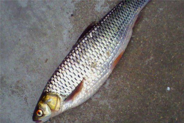 鲮鱼的做法 营养美味食材