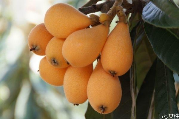 枇杷如何快速剥皮 枇杷的吃法