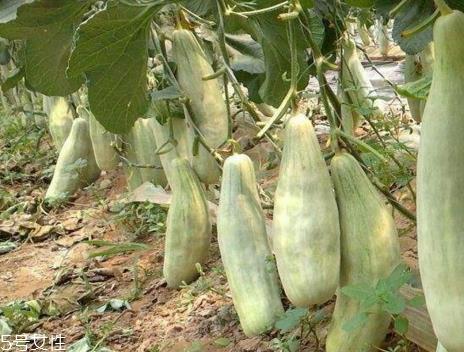 羊角脆怎么挑选 羊角脆的吃法