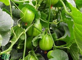 甜瓜苦能吃吗?甜瓜为什么会苦? 甜瓜苦能吃吗?甜瓜为什么会苦?