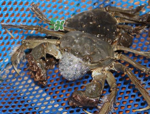 大闸蟹为什么吐泡泡?大闸蟹吐泡泡怎么回事? 大闸蟹为什么吐泡泡?大闸蟹吐泡泡怎么回事?