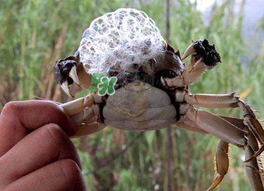 大闸蟹为什么吐泡泡?大闸蟹吐泡泡怎么回事? 大闸蟹为什么吐泡泡?大闸蟹吐泡泡怎么回事?