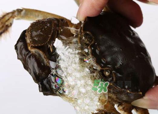 大闸蟹为什么吐泡泡?大闸蟹吐泡泡怎么回事? 大闸蟹为什么吐泡泡?大闸蟹吐泡泡怎么回事?