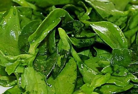 穿心莲可以生吃吗 建议最好不要生吃