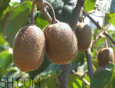 红心猕猴桃一天可以吃几个 红心猕猴桃一次吃多少 红心猕猴桃一天可以吃几个 红心猕猴桃一次吃多少