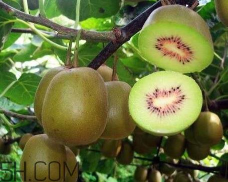 红心猕猴桃一天可以吃几个 红心猕猴桃一次吃多少 红心猕猴桃一天可以吃几个 红心猕猴桃一次吃多少