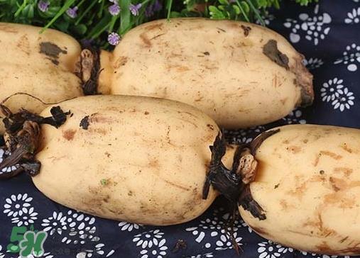 老藕和嫩藕的区别_老藕和嫩藕怎么区分