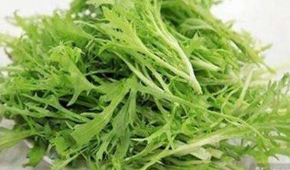 苦苣菜能生吃吗?苦苣菜可以生吃吗 苦苣菜能生吃吗?苦苣菜可以生吃吗
