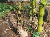 竹笋可以生吃吗?竹笋生吃会怎么样 竹笋可以生吃吗?竹笋生吃会怎么样