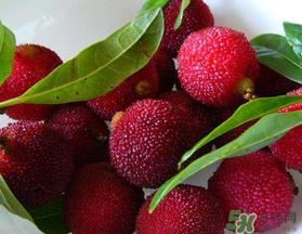 杨梅和榴莲可以一起吃吗?吃完杨梅可以和吃榴莲吗? 杨梅和榴莲可以一起吃吗?吃完杨梅可以和吃榴莲吗?