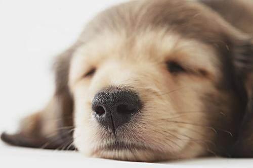 狗狗的鼻头褪色了，这是出了什么问题？