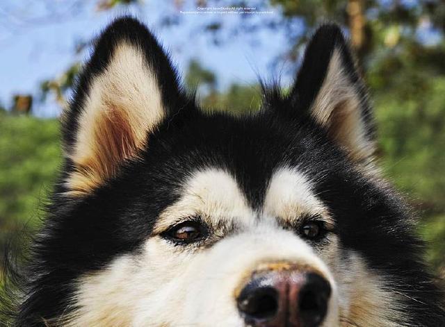 狗狗的鼻头褪色了，这是出了什么问题？