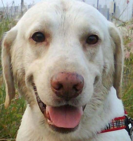 狗狗的鼻头褪色了，这是出了什么问题？