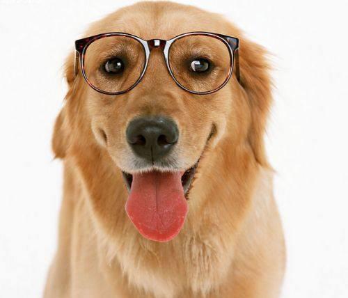 狗狗的鼻头褪色了，这是出了什么问题？