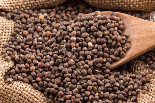 奇亚籽可以用牛奶泡吗 奇亚籽泡牛奶多久能吃 奇亚籽可以用牛奶泡吗 奇亚籽泡牛奶多久能吃