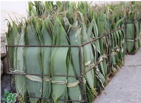 新鲜粽叶怎么处理?新鲜粽子叶怎样处理? 新鲜粽叶怎么处理?新鲜粽子叶怎样处理?