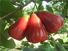 吃莲雾有什么好处?莲雾的功效与作用