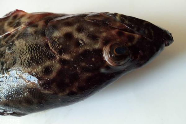 石斑鱼多少钱一斤 分为三种 石斑鱼多少钱一斤 分为三种