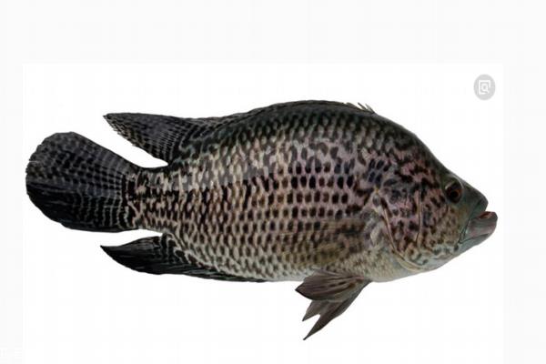 石斑鱼多少钱一斤 分为三种 石斑鱼多少钱一斤 分为三种