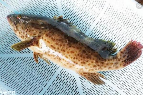 石斑鱼多少钱一斤 分为三种 石斑鱼多少钱一斤 分为三种