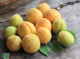 杏吃多了会怎么样?杏吃多了会不会上火? 杏吃多了会怎么样?杏吃多了会不会上火?