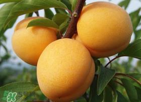 杏吃多了会怎么样?杏吃多了会不会上火? 杏吃多了会怎么样?杏吃多了会不会上火?