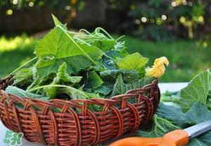 南瓜叶可以生吃吗?南瓜叶能不能生吃? 南瓜叶可以生吃吗?南瓜叶能不能生吃?