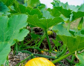 南瓜叶可以生吃吗?南瓜叶能不能生吃? 南瓜叶可以生吃吗?南瓜叶能不能生吃?