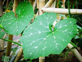 南瓜叶可以生吃吗?南瓜叶能不能生吃? 南瓜叶可以生吃吗?南瓜叶能不能生吃?