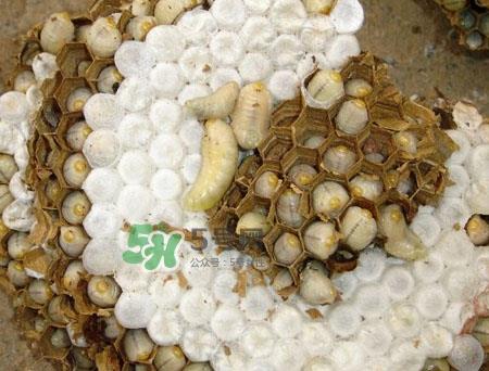 蜂蛹孕妇可以吃吗?孕妇吃蜂蛹过敏怎么办? 蜂蛹孕妇可以吃吗?孕妇吃蜂蛹过敏怎么办?