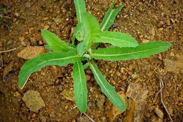 苣荬菜可以吃吗 苣荬菜怎么吃 苣荬菜可以吃吗 苣荬菜怎么吃