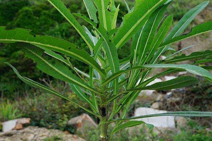 苣荬菜可以吃吗 苣荬菜怎么吃 苣荬菜可以吃吗 苣荬菜怎么吃